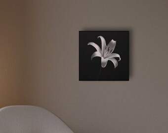 Stargazer on Black Canvas Gallery Wraps, Stargazer Lily, Black White Flower, Simple, Minimalism, Floral Decor, Wall Art, Nature Inspired