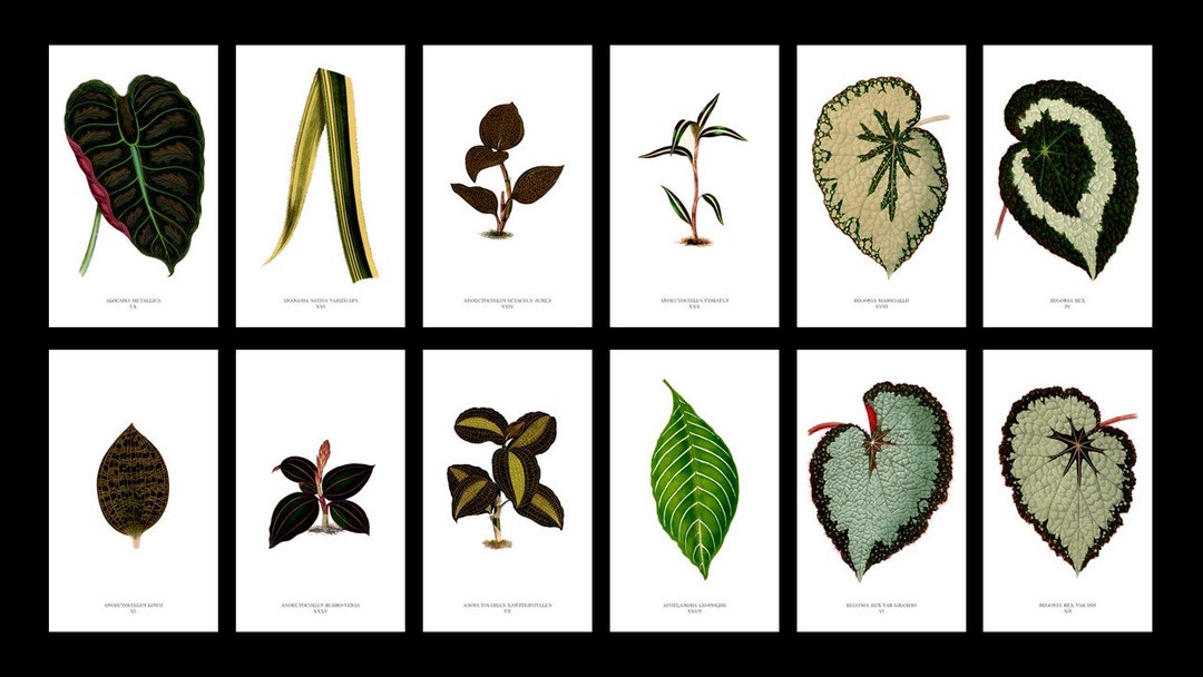Vintage Leaf Prints Digital Download Botanical Wall Art Antique Plant ...