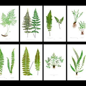 Vintage Fern Digital Print | Botanical Wall Art Download | Antique Nature Decor | Printable 1800s Ferns