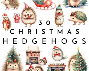 Clipart di ricci di Natale / Ricci carini di Natale PNG / Clipart di ricci / Illustrazioni di ricci / Riccio acquerello PNG / Uso commerciale