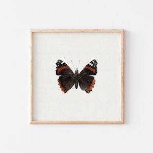 Miniatur Kunstdruck Schmetterling / Mini Print / Fine Art Print vom Original Aquarell / Apollofalter