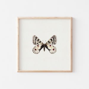 Miniatur Kunstdruck Schmetterling / Mini Print / Fine Art Print vom Original Aquarell / Apollofalter