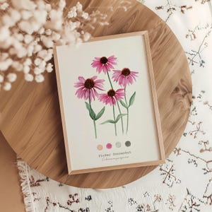 Kunstdruck vom Original Aquarell, Fine Art Print, Aquarell von Hand gemalt, Sonnenhut, Illustration, Blumen, Pflanze, botanische Zeichnung