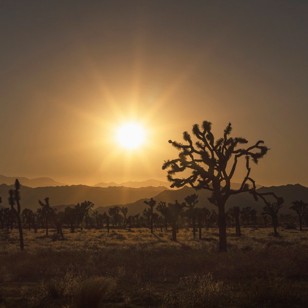 Joshua Trees bei Sonnenuntergang, Joshua Tree Nationalpark, Kalifornien; Wanddekoration, Metallic-, Acryl- oder Leinwanddruck