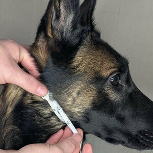 A Belgian Malinois dog being measured for a custom biothane e-collar strap handcrafted by Outer Space Dog Gear.