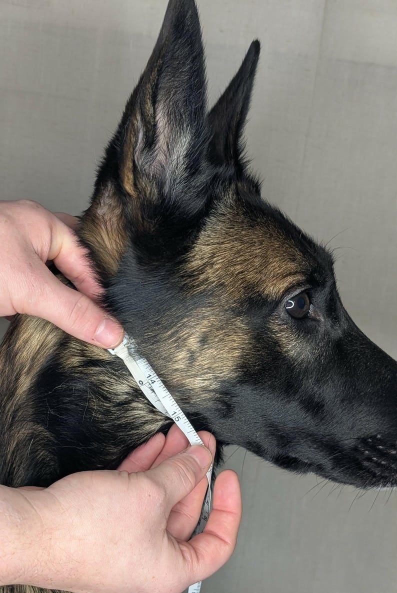 A Belgian Malinois dog being measured for a custom biothane e-collar strap handcrafted by Outer Space Dog Gear.