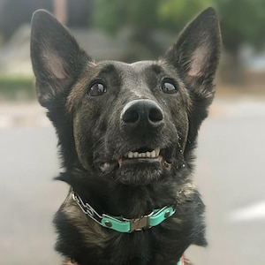Belgian Malinois dog wearing a mint green biothane quick release buckle attachment for prong collar