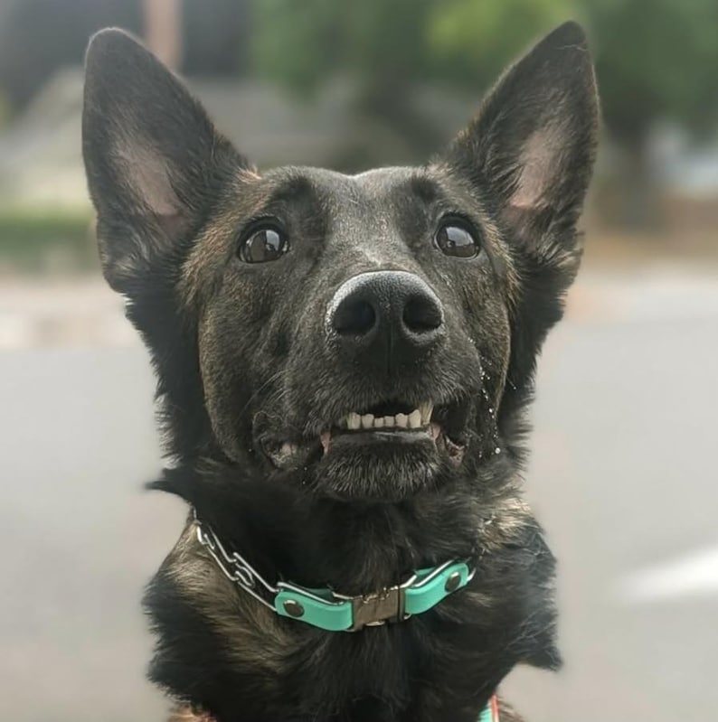 Belgian Malinois dog wearing a mint green biothane quick release buckle attachment for prong collar