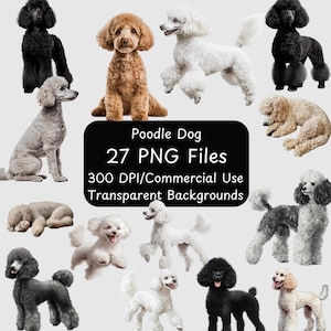 Pudel - Hunderasse - Realistische Illustrationen - 27 PNG Dateien - Ganzkörper - Clipart Bundle - Kommerzielle Nutzung - Digitaler Download - Show Dog