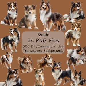Sheltie - realistische illustraties - 24 png-bestanden - volledige tekst - clipartbundel - commercieel gebruik - digitale download - Lassie - hondenras