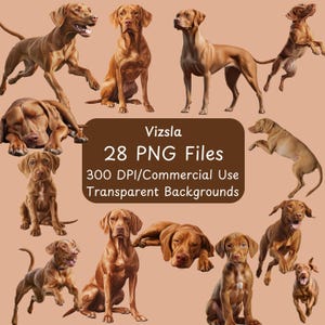 Vizsla - Realistische Illustrationen - 28 PNG Dateien - Ganzkörper - Clipart Bundle - Kommerzielle Nutzung - Digitaler Download - Kleiner Hund