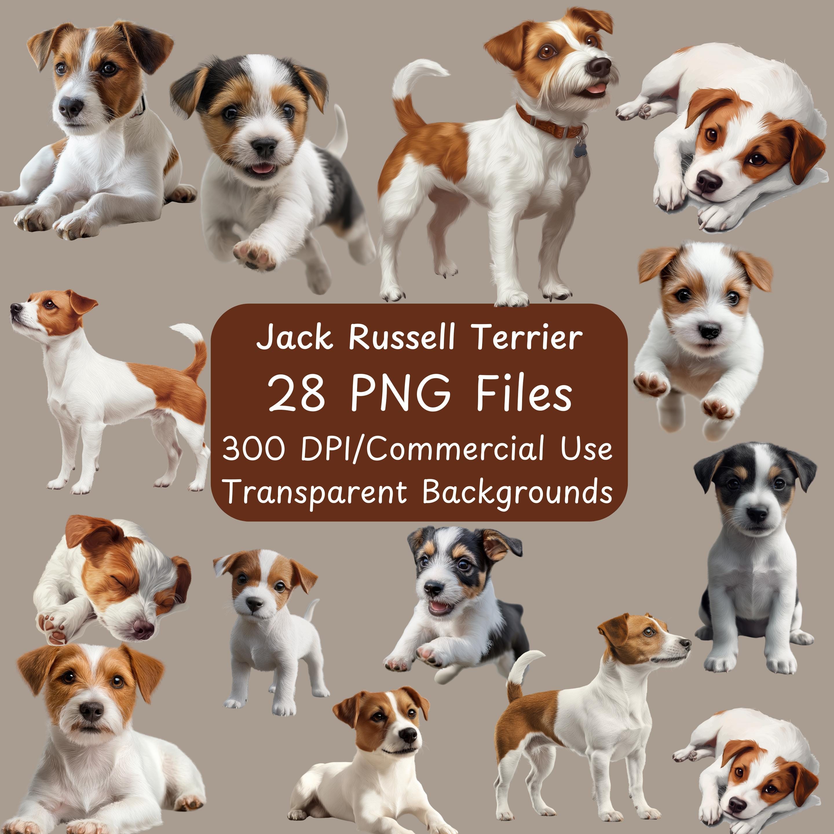 Jack Russell Mix Ireland