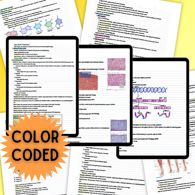 Anatomy Notes Bundle Anatomy Study Guide MCAT Prep Pre Biology Diagrams
