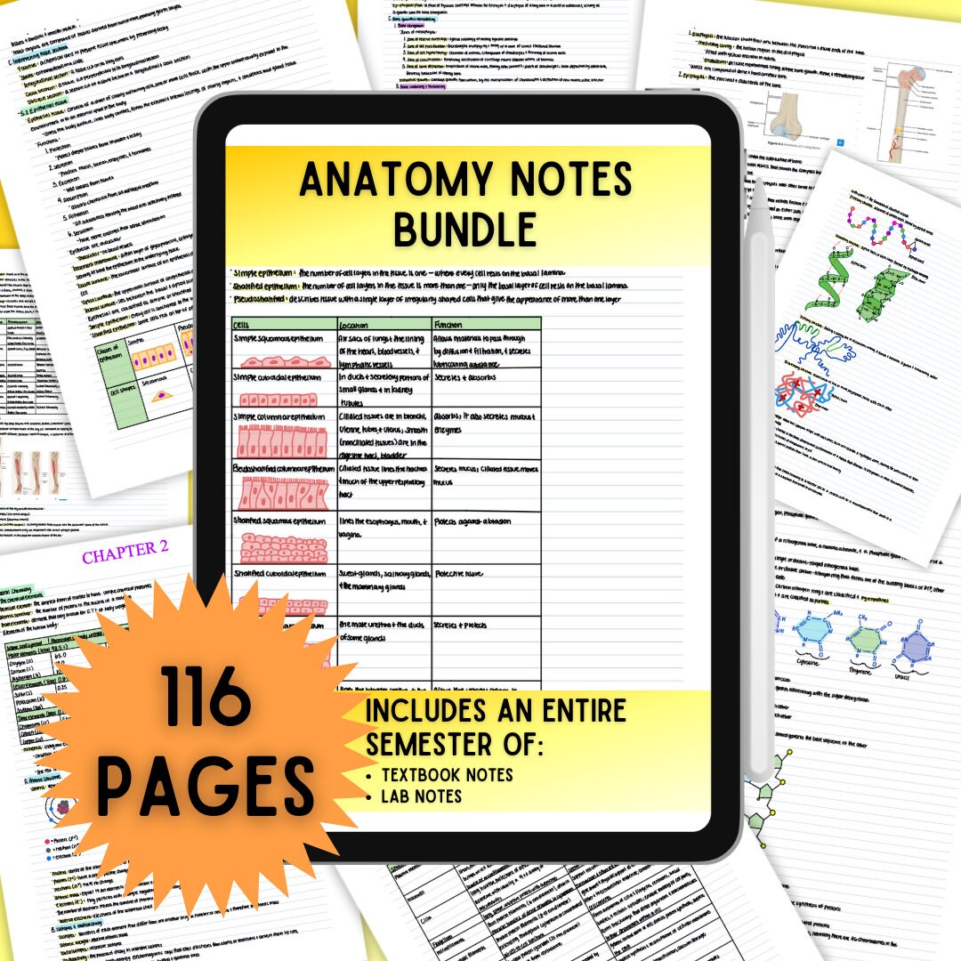 Anatomy Notes Bundle, Anatomy Study Guide, MCAT Prep, Pre Biology Diagrams