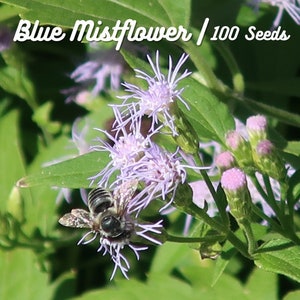 Blue Boneset (Chromolaena odorata) - Wild Flower Seeds