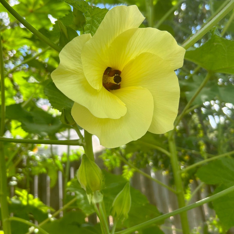 Motherland Okra mammoth Heirloom 20 Seeds Etsy