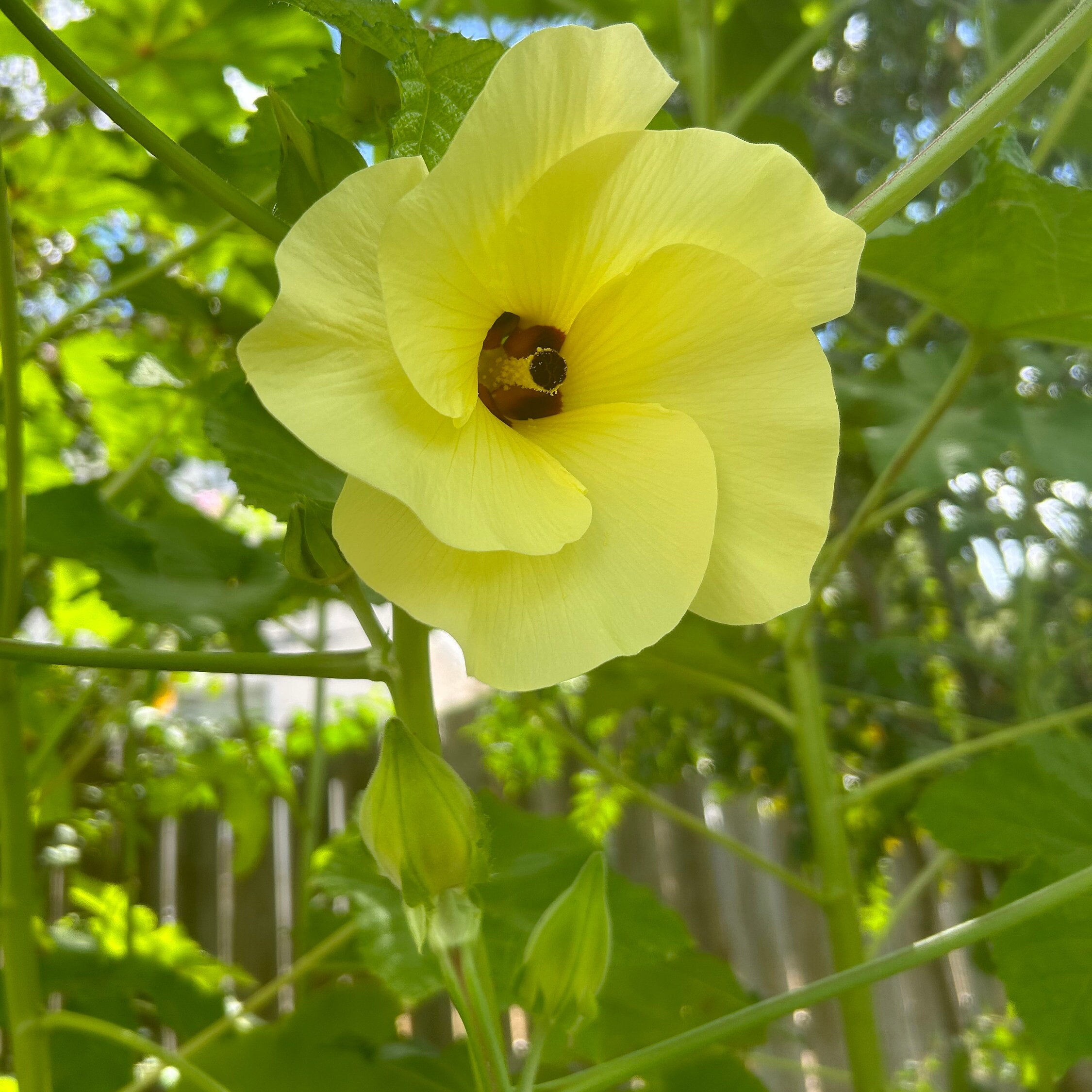 Motherland Okra mammoth Heirloom 20 Seeds Etsy