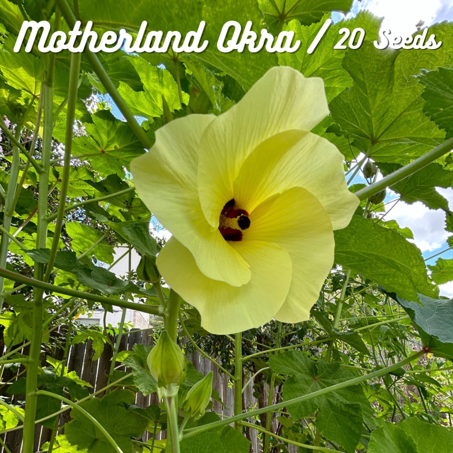 Motherland Okra mammoth Heirloom 20 Seeds Etsy