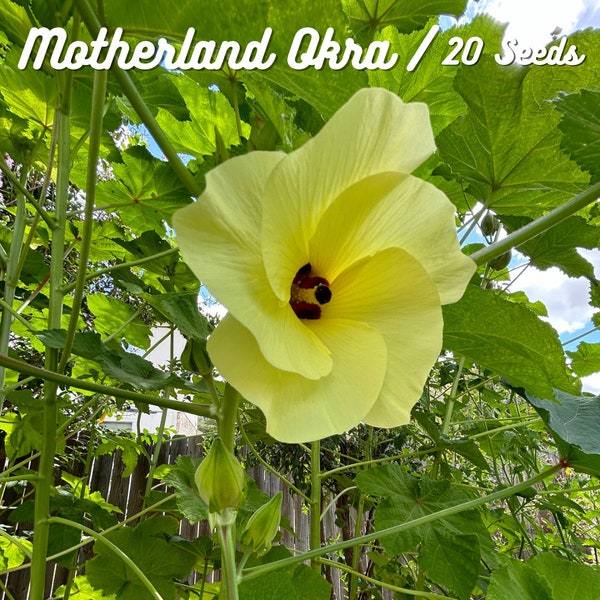 Motherland Okra  (Mammoth Heirloom) - 20 Seeds