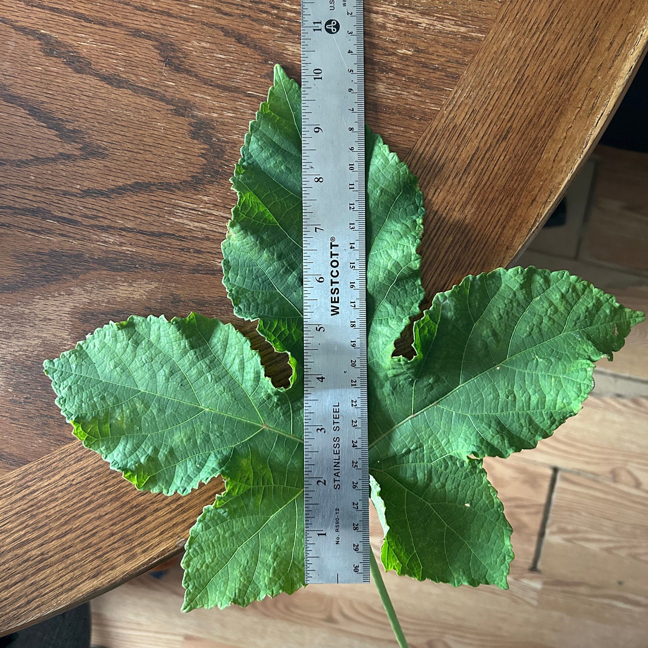 Motherland Okra mammoth Heirloom 20 Seeds Etsy