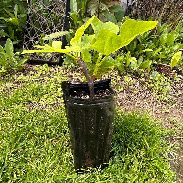 Texas Everbearing Fig Tree - Rooted Cutting