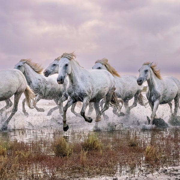 Camargue France Étalons sauvages blancs Chevaux Photographie Toile couleur Impression métallique