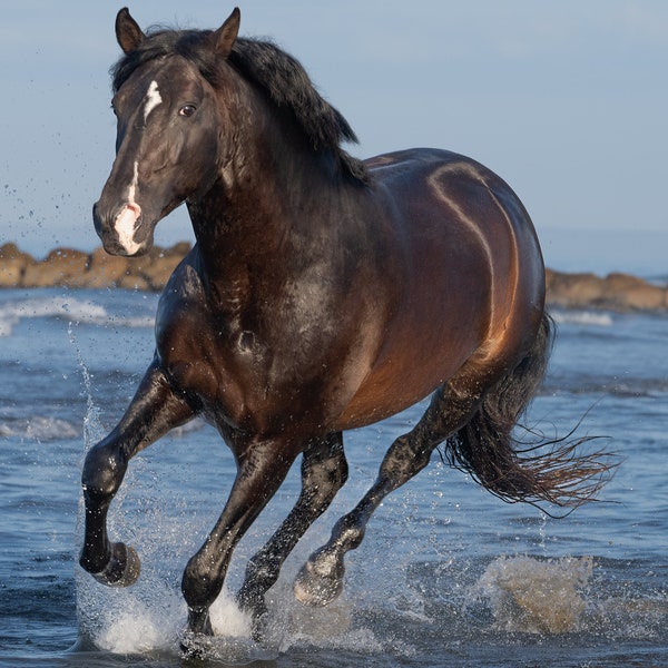 Camargue, France, galop, intemporel, ballet, tradition, éclaboussures, spectacle, beauté sauvage, photographie, couleur, toile, impression métallique