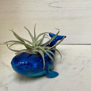 May include: A blue whale-shaped planter with a green air plant inside. The planter is made of a shiny, blue material and has a light blue base.
