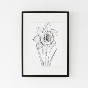 Daffodil Poster, Daffodil Floral Wall Art, Daffodil Printable, Florist Gift, Plant Lover, Gardening, Gift For Mom, March Birth Month Flower
