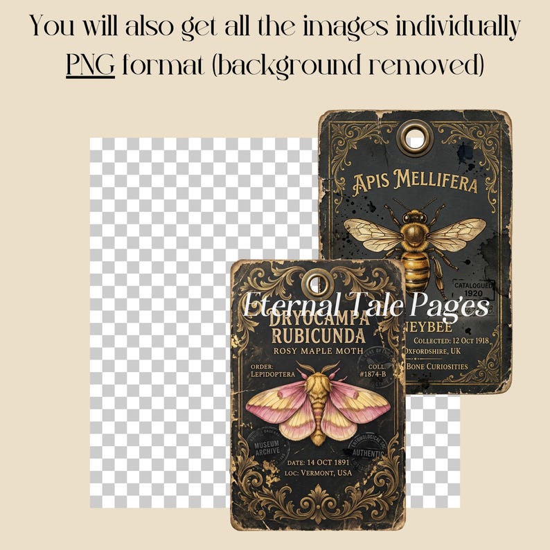 Insect Tag Example Vintage Insect Specimen Tags, Entomology Labels, Butterfly Moth ...