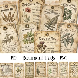Può includere: Una collezione di etichette di esemplari botanici vintage con varie illustrazioni di piante. Le etichette presentano disegni dettagliati di felci, fiori e foglie, con testo scritto a mano e trame di carta invecchiata. Le etichette sono etichettate con informazioni scientifiche.