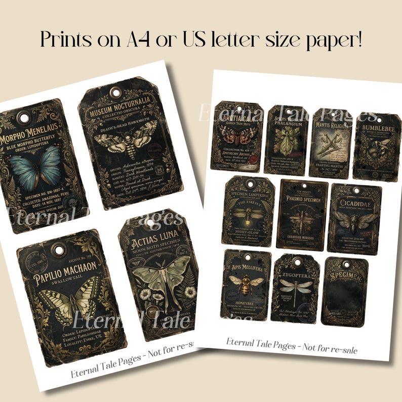 Insect Tag Example Vintage Insect Specimen Tags, Entomology Labels, Butterfly Moth ...