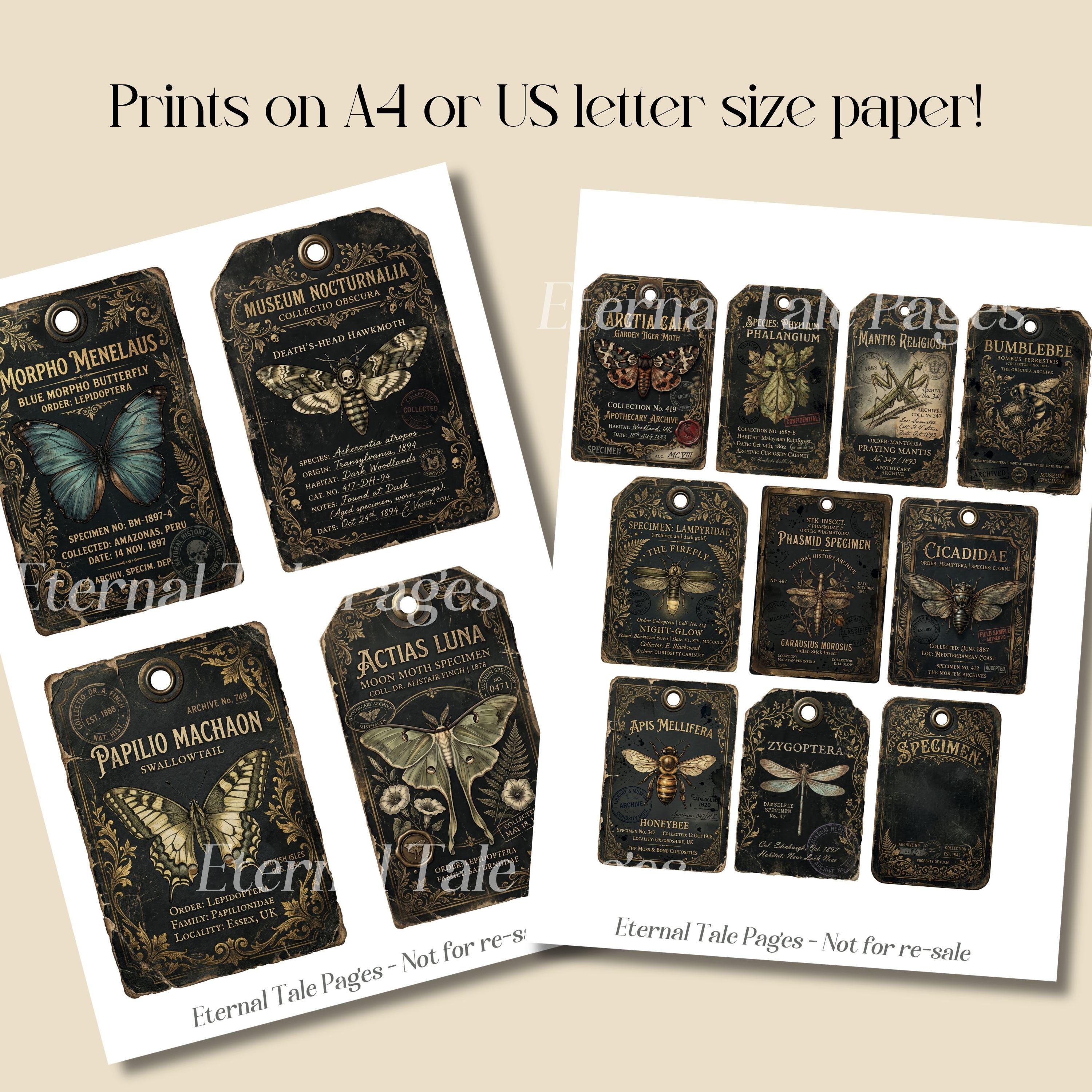 Live Insect Post Label Vintage Insect Specimen Tags, Entomology Labels, Butterfly Moth ...