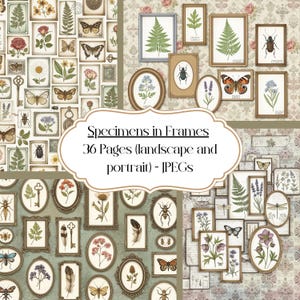May include: A collection of framed botanical and insect specimens, including butterflies, ferns, and flowers. The frames vary in shape and size, with ornate gold and brown borders. The image includes the text "Specimens in Frames 36 Pages (landscape and portrait) - JPEGs."