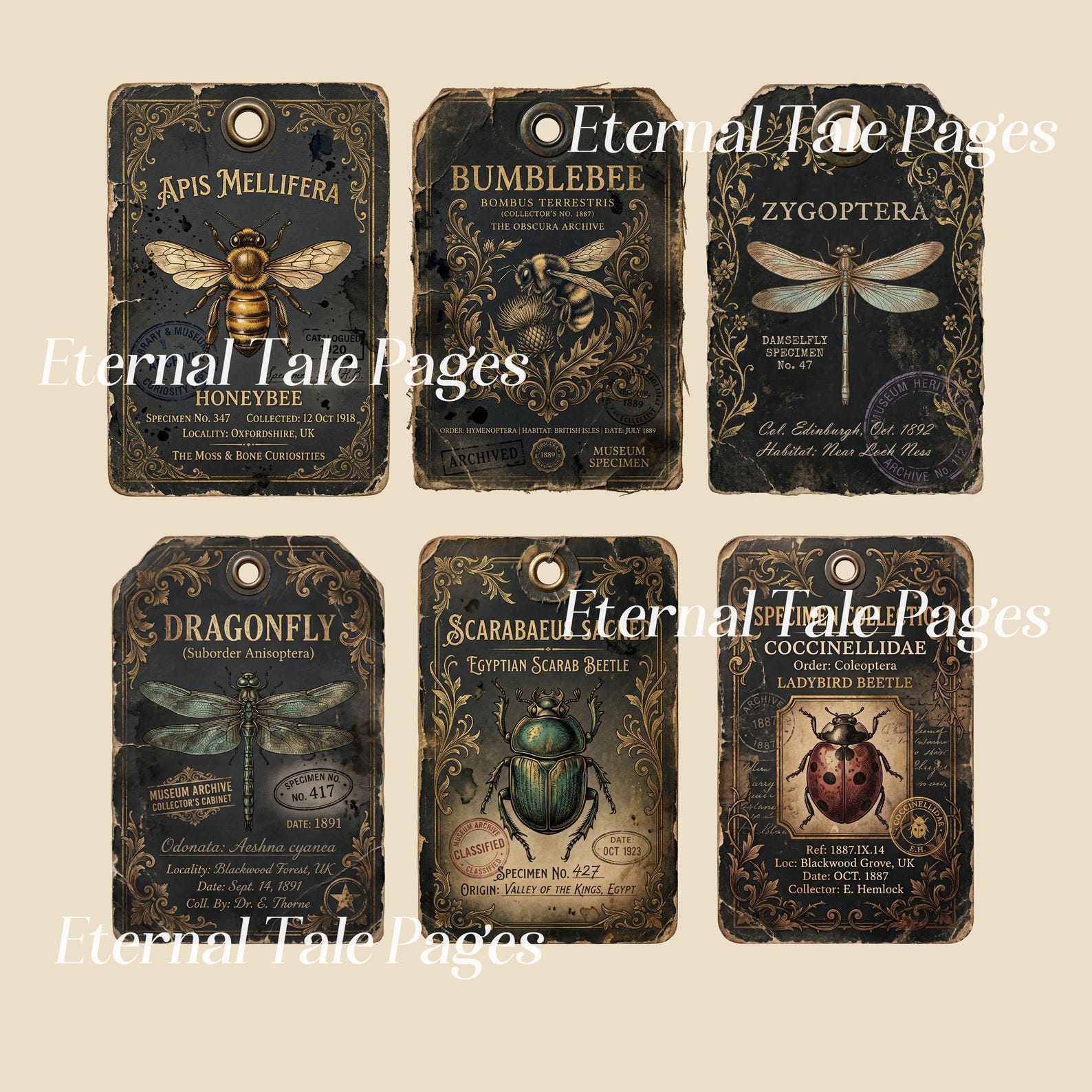 Insect Tag Example Vintage Insect Specimen Tags, Entomology Labels, Butterfly Moth ...