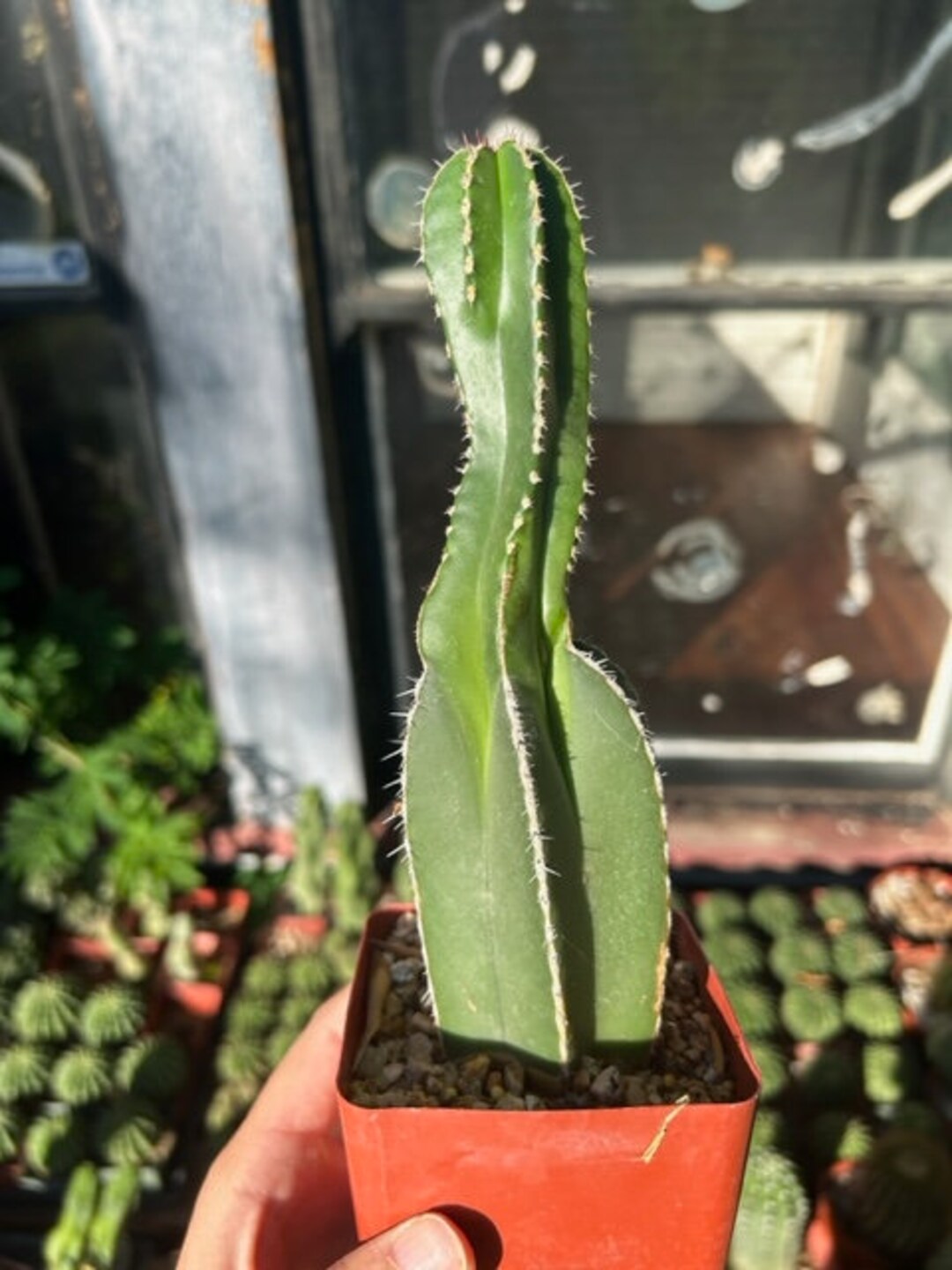 Mexican Fence Post Cactus Lophocereus Marginatus Live Plant Etsy