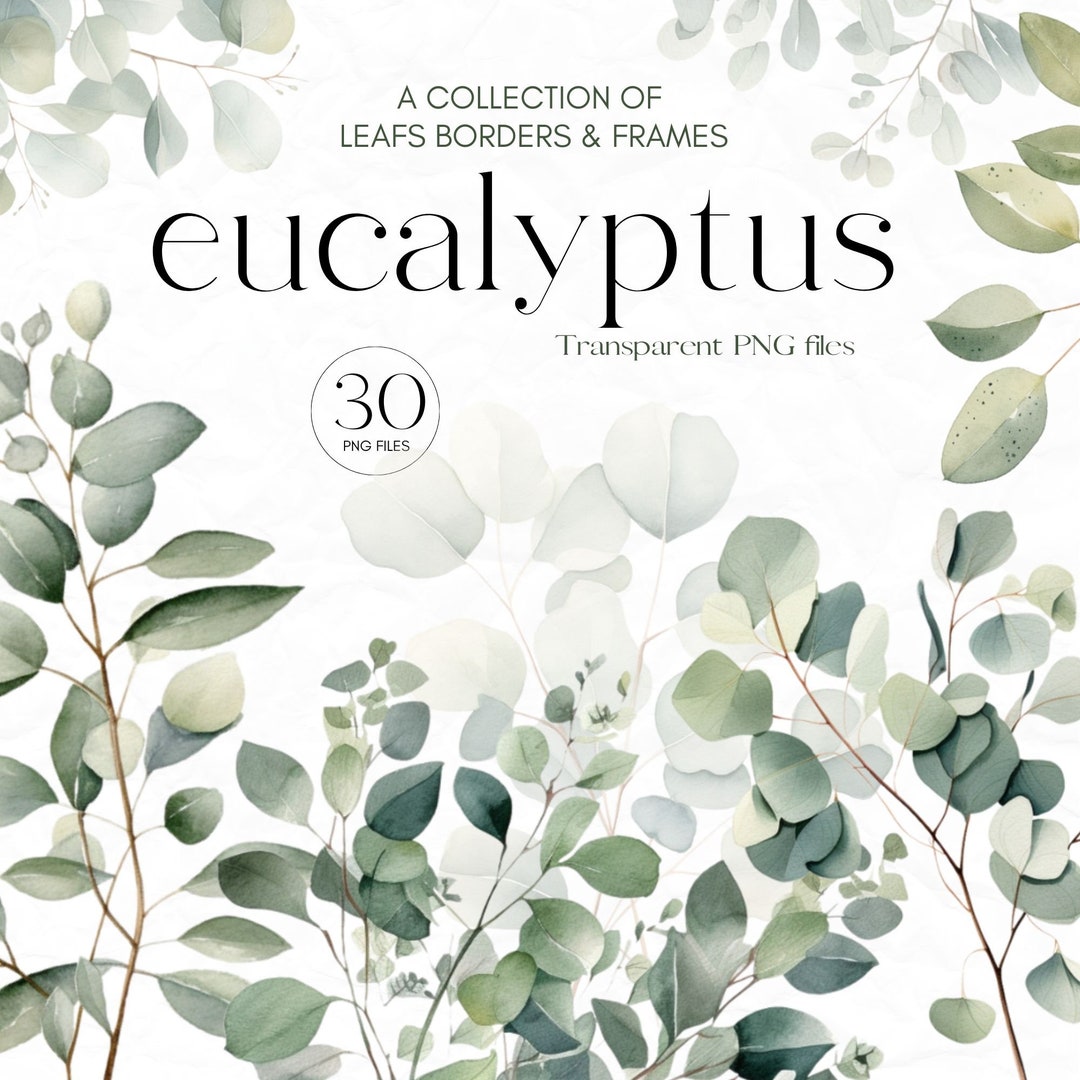 Watercolor Eucalyptus Clipart Greenery Frames Botanical Illustration ...