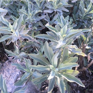 May include: A cluster of sage plants featuring elongated, lance-shaped leaves with a distinct silvery-green hue. The foliage displays a soft, velvety texture and grows in dense, radiating rosettes from central woody stems, creating a layered appearance.