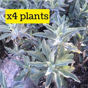 May include: A cluster of four plants with elongated, silvery-green leaves arranged in a rosette pattern. A bright yellow rectangular overlay in the upper left corner features the black text x4 plants, indicating the quantity of plants included.