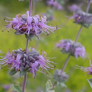 May include: A vertical stem of purple Phlomis flowers featuring whorls of tubular blossoms with long, slender petals. The plant displays fuzzy, grey-green foliage and stems, with multiple flower clusters arranged along the central stalk.