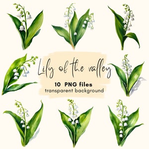 Bundle de cliparts muguet en téléchargement numérique, muguet PNG fond Transparent, fabrication de cartes, journal indésirable, usage Commercial