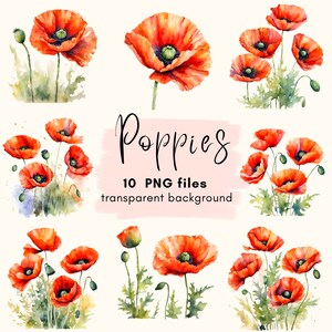 Bundle de cliparts coquelicots, fleurs de pavot Clipart numérique en téléchargement, téléchargement PNG Transparent, carnet de bord pour scrapbooking, usage Commercial