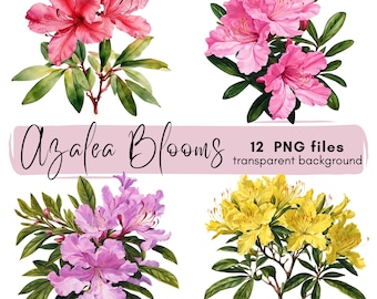 Azalea Clipart Bundle: Transparent PNG Blossoms (Digital Download)