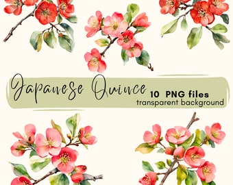Japanese Quince Clipart: Floral PNG Bundle for Scrapbooking (Digital Download)