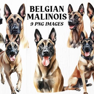 Può includere: Nove illustrazioni digitali di cani di razza Malinois belga in varie pose. I cani sono raffigurati in uno stile ad acquerello con dettagli realistici. Le immagini sono etichettate "Belgian Malinois 9 PNG Images".