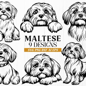 Peut inclure: Neuf illustrations en noir et blanc de chiens maltais dans différentes poses. Le texte "Maltese 9 Designs SVG PNG DXF AI EPS" est sous les images.