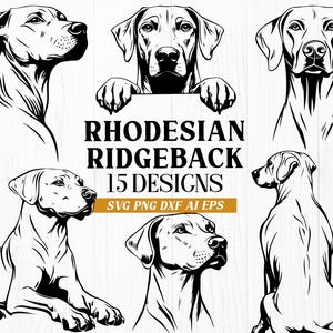 Puede incluir: Un conjunto de 15 ilustraciones en blanco y negro de perros Rhodesian Ridgeback en varias poses. Las ilustraciones están en un estilo simple, de arte lineal. El texto "Rhodesian Ridgeback 15 Designs SVG PNG DXF AI EPS" está en la parte inferior de la imagen.