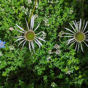 Pu&ograve; includere: Due fiori bianchi con centri verdi sbocciano in un letto di fogliame verde con piccoli fiori bianchi.