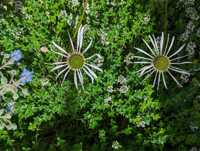 Pu&ograve; includere: Due fiori bianchi con centri verdi sbocciano in un letto di fogliame verde con piccoli fiori bianchi.