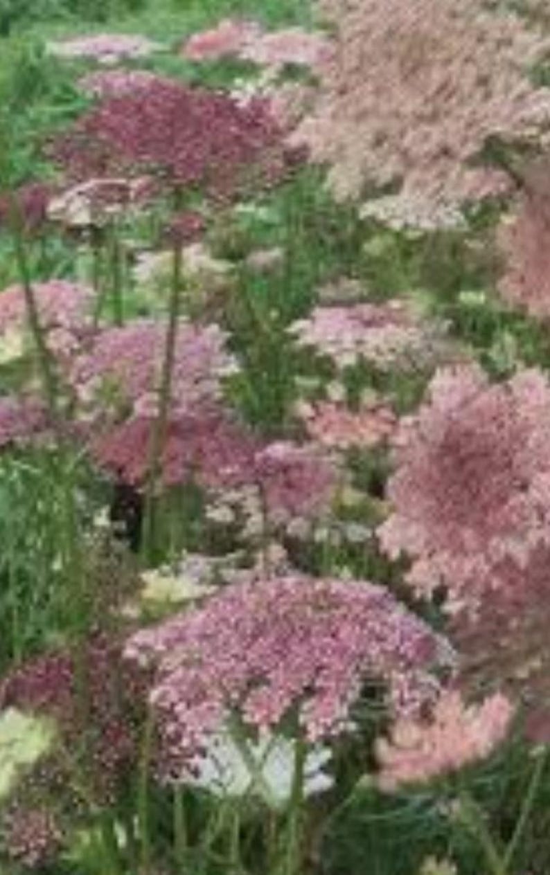 May include: A field of Queen Anne's Lace flowers in various shades of pink and white. The flowers have delicate, umbrella-shaped clusters, with some in full bloom and others in bud. Green foliage provides a backdrop for the blooms.